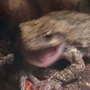 Meet your Posher, Dilly